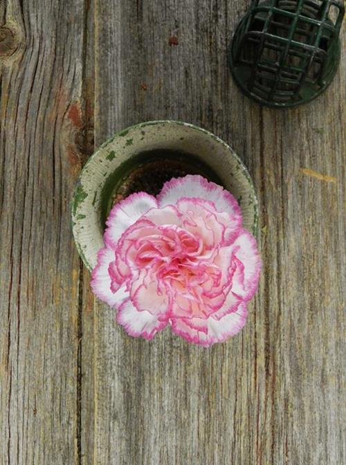 KOMACHI BICOLOR WHITE/PINK CARNATIONS